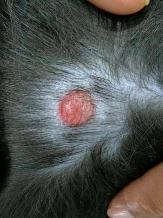 狗狗身上长红疙瘩,狗狗肿瘤没有了