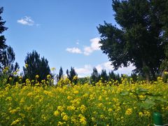 -长白岛森林公园