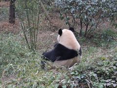 -成都大熊猫繁育研究基地