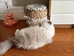 -老吴的猫·猫舍(新区店)
