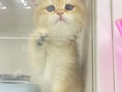 -lincat·猫舍(广州店)