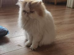 -猫的茶·猫咖