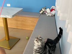 -喵宠乐园·撸猫互动·猫舍