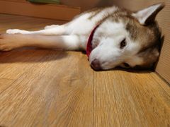 -Husky Go! 哈士奇体验馆·宠物咖啡厅狗咖