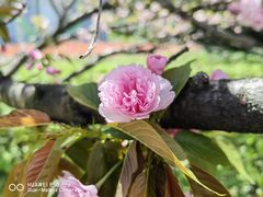 -新虹桥中心花园