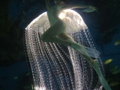 -海合安武汉极地海洋公园