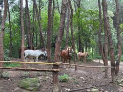 -铁山坪森林公园