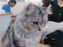 -李小姐の猫咖啡馆(五角场店)