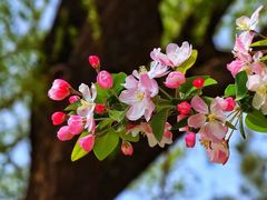 -海棠花溪(元大都城垣遗址公园)