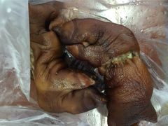 孟家扒蹄-济南孟家扒蹄店