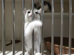 -东方名猫馆·英短金渐层布偶猫舍(环线广场1号楼店)