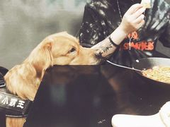 -百好乐宠物友好餐厅(朝外大街店)