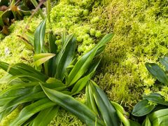 -新加坡植物园