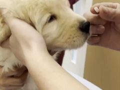-瑞派康怡24h宠物医院·犬猫医疗中心·微创绝育(瑞景分院)