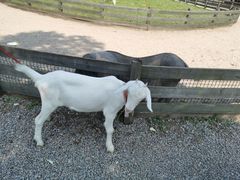 -前小桔亲子创意农场·草莓采摘·露营烧烤