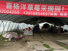 -喜杨洋草莓采摘园