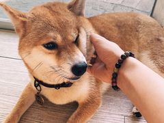 -柴犬高等学院·狗咖·柴犬售卖·宠物训练