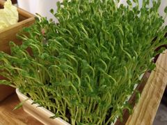 活体豌豆苗-左庭右院鲜牛肉火锅(新梅广场店)