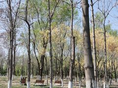 -大兴滨河森林公园