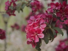 -海棠花溪(元大都城垣遗址公园)