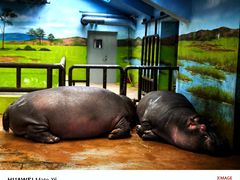 -大连森林动物园