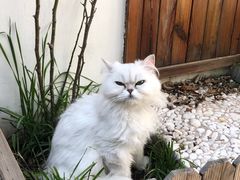 -喵屿·大理花园猫咖