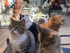 -喵屿·大理花园猫咖