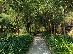 -广州白江湖森林公园