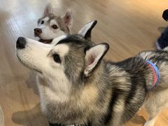 -Husky Go! 哈士奇体验馆·宠物咖啡厅狗咖