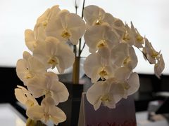 -BLACKSWAN黑天鹅(环球店)