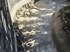 -野象谷景区
