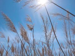 -野鸭湖国家湿地公园