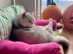 -瑞派蒂凯宠物医院·心脏科·口腔科·皮肤科