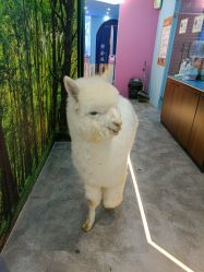 -神奇动物撸宠馆·羊驼·小浣熊·异宠(豫园店)