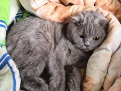 -宠爱国际动物医院·消化内科·心肾内科·ISFM猫友好(望京店)