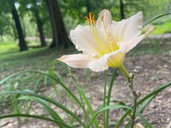 -上海共青森林公园