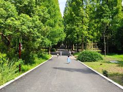-东平国家森林公园