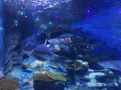 -烟台海昌鲸鲨海洋公园