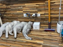 -宠爱国际动物医院· 猫科· 外科·中兽医(长白店)