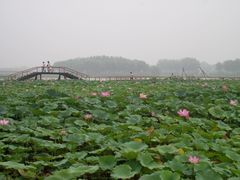 -白洋淀景区