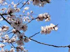 -桃花堤公园