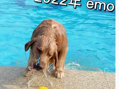 -趣玩宠物乐园寄养训犬训狗游泳池