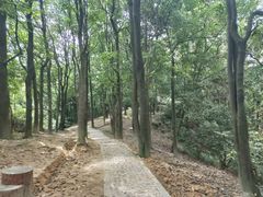 -火炉山森林公园
