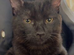 -芭比堂动物医院·犬猫全科·异宠专科(雁塔分院)