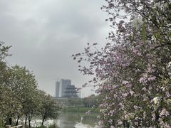 -海珠湖公园