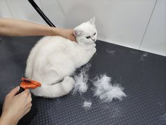 -1013 PET SHOP 宠物商店(近铁城市广场店)