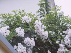 -颐和路民国时期公馆风貌区