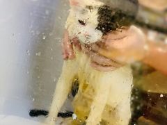 -70cat德文卷毛猫·缅因猫纯种猫舍