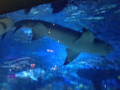 -烟台海昌鲸鲨海洋公园