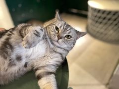 -猫儿山۰猫主题餐厅